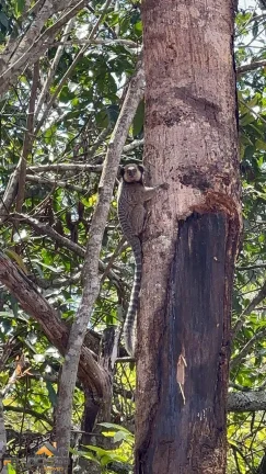 Imagem Sítios de Lazer Caminho do Rio, Localizado em Aragoiânia, Goiás