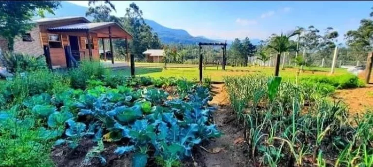 Imagem Lindo Sítio em Arárica com 2 casas construídas