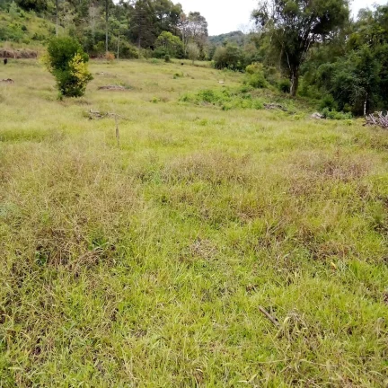 Imagem Chácaras para Camping Lazer em Condomínio Linha Tiradentes Pinhalzinho SC