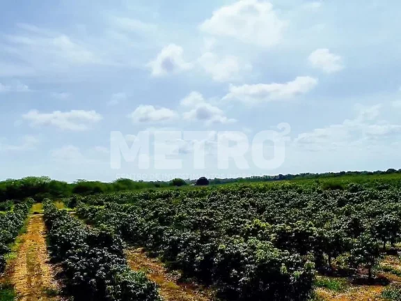 Imagem Fazenda produtiva de mangas à venda com 12,5 ha, PETROLINA - PE