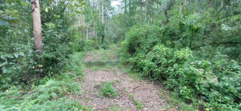 Imagem Área rural à venda em Santa Rosa de Lima/SC