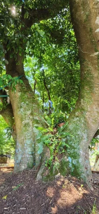 Imagem Sítio 3 dormitórios à venda Pains Santa Maria/RS