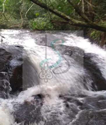 Venda de sítio em São Tomás de Aquino. O sítio com 3 alqueires, 6.000 pés de café, pasto para 10 cabeças de gado, poço artesiano com 72 m de profundi