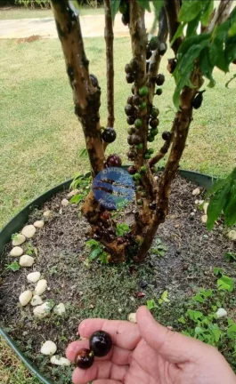 Imagem Casa maravilhosa a venda em Monte Alegre do Sul - Girardelli