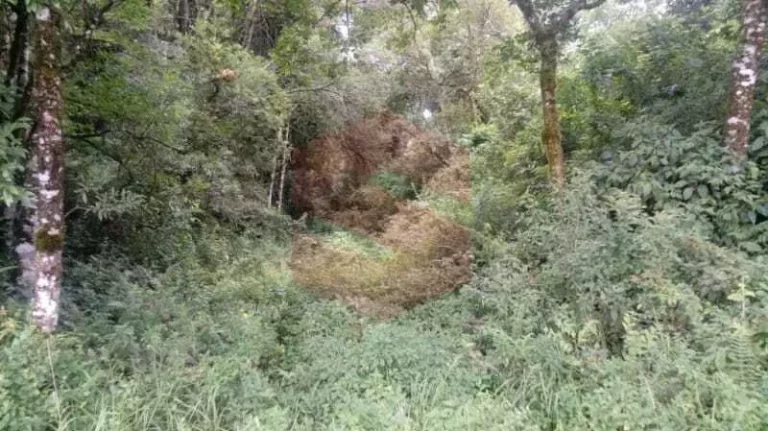 Imagem Chácara à venda em Campo Largo/PR