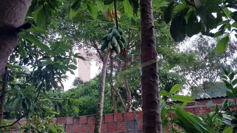 Imagem Sítio à venda
