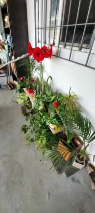 Imagem CHACARA PEQUENA EM LOCAL URBANO