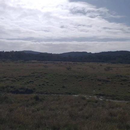Imagem Fazenda à Venda – 385 Hectares – Beira do Asfalto – Viamão/RS