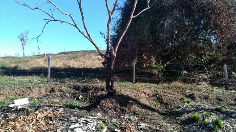 Imagem TERRENO NA COLÔNIA DO PIAGUÍ