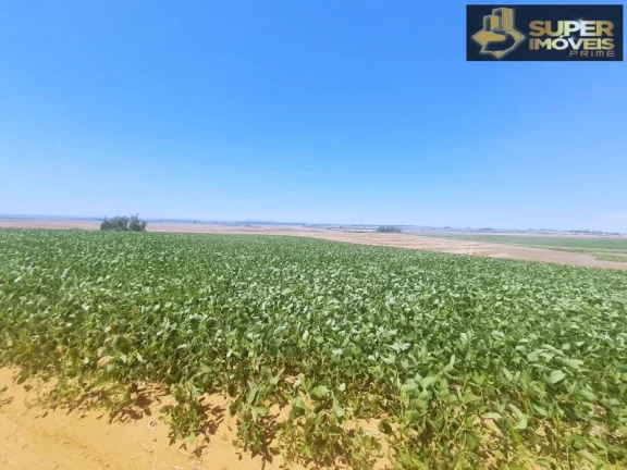 Imagem Fazenda de Excelência no RS 2.100 hectares Cachoeira do Sul