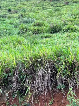 Imagem fazenda a venda