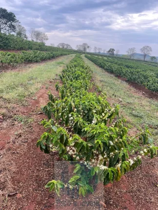 Imagem Sítio com 79 mil pés de Café, 11 alqueires com estrutura e terreirão em São Sebastião do Paraíso - Minas Gerais.