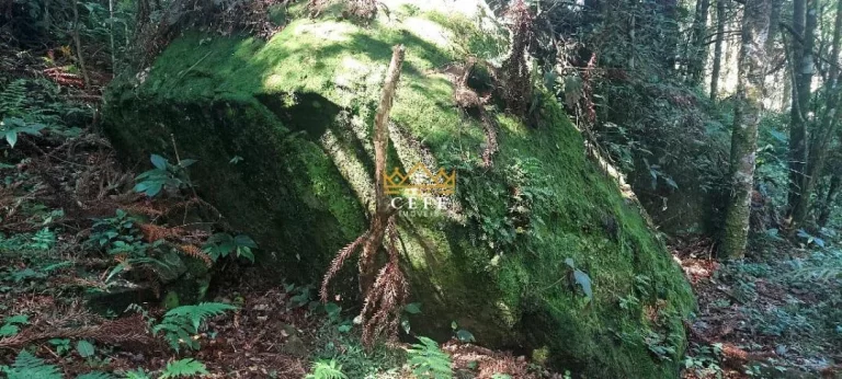Imagem Chácara - Sítio com 2 Dormitorio(s) localizado(a) no bairro Carapina em São Francisco de Paula / RIO GRANDE DO SUL Ref.:1539