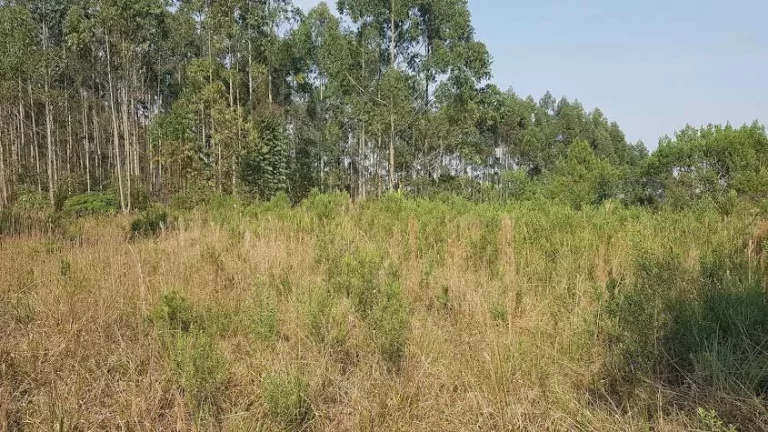 Imagem Área Rural 10,20 Alqueires - 3 Barras de Cima - Bateias!