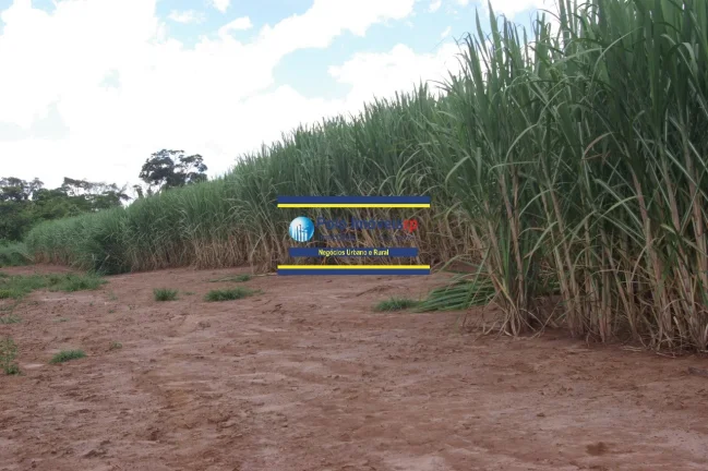 Imagem Sitio 25 alqueires vende R$ 140.000 alqueire, entre Altinópolis - SP e São Sebastião do Paraíso MG